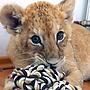 Lion cub.