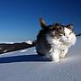 Extreme cat walking in snow.
