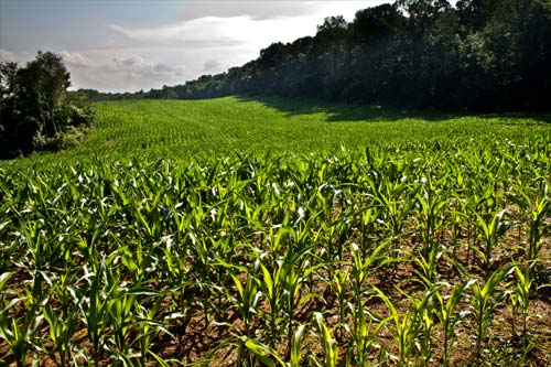 GMO corn roundup ready